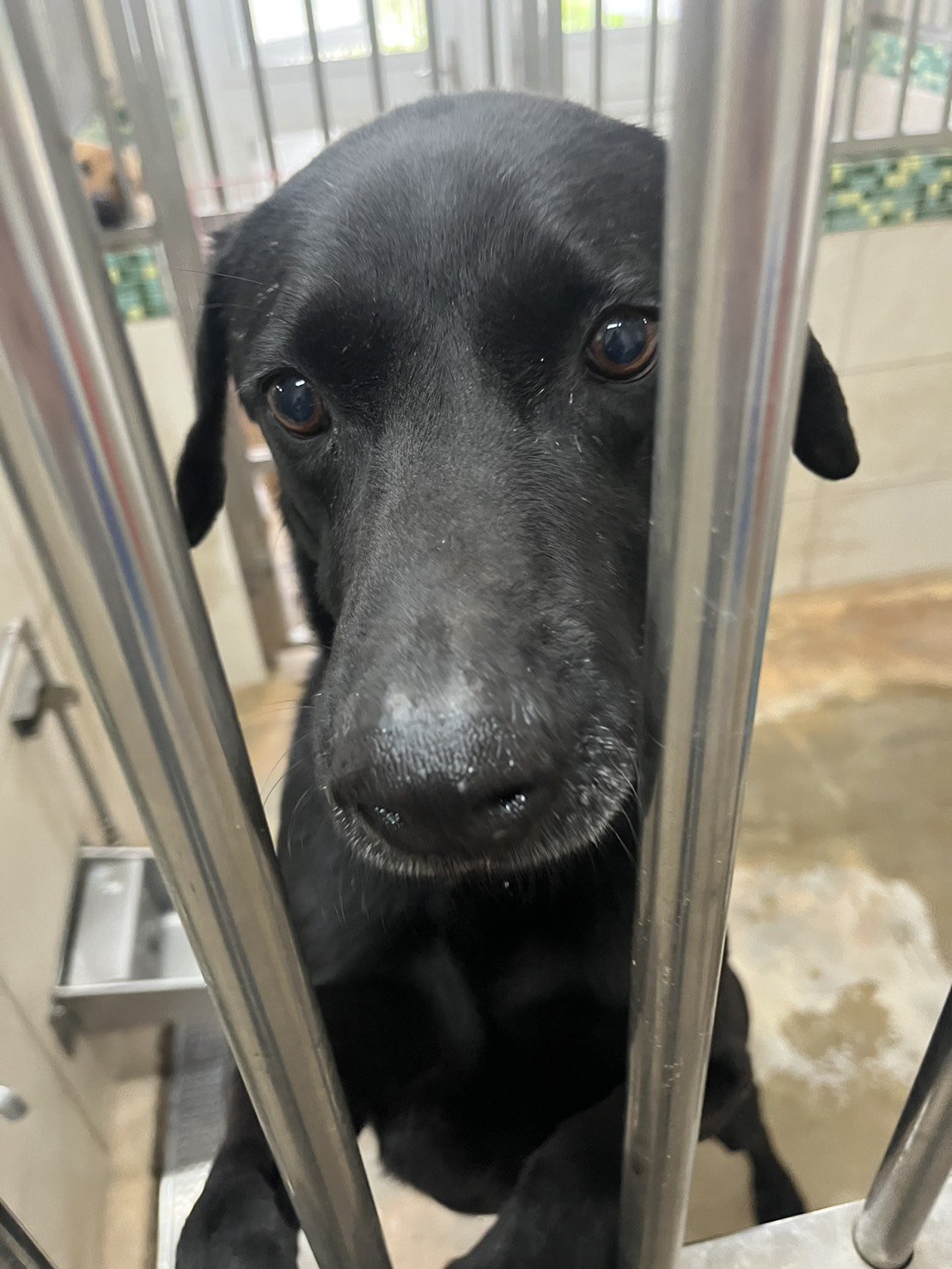 混種犬