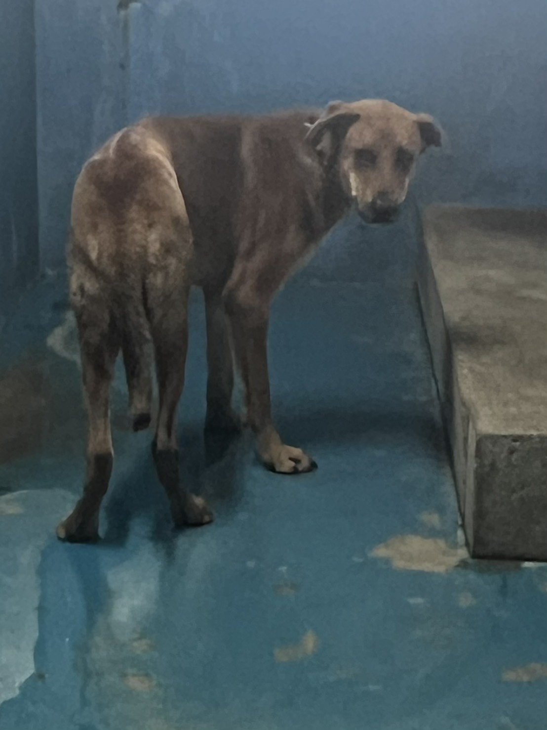 混種犬
