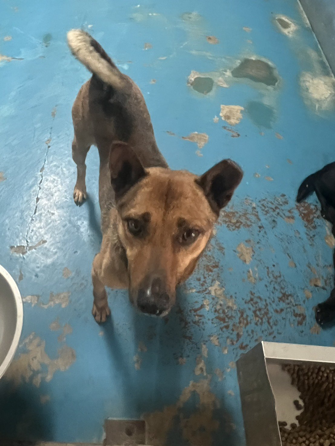 混種犬