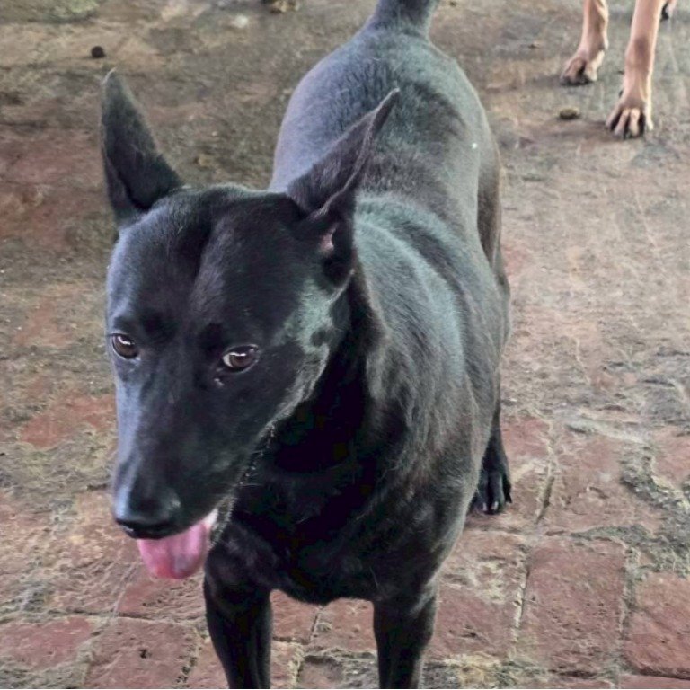 混種犬