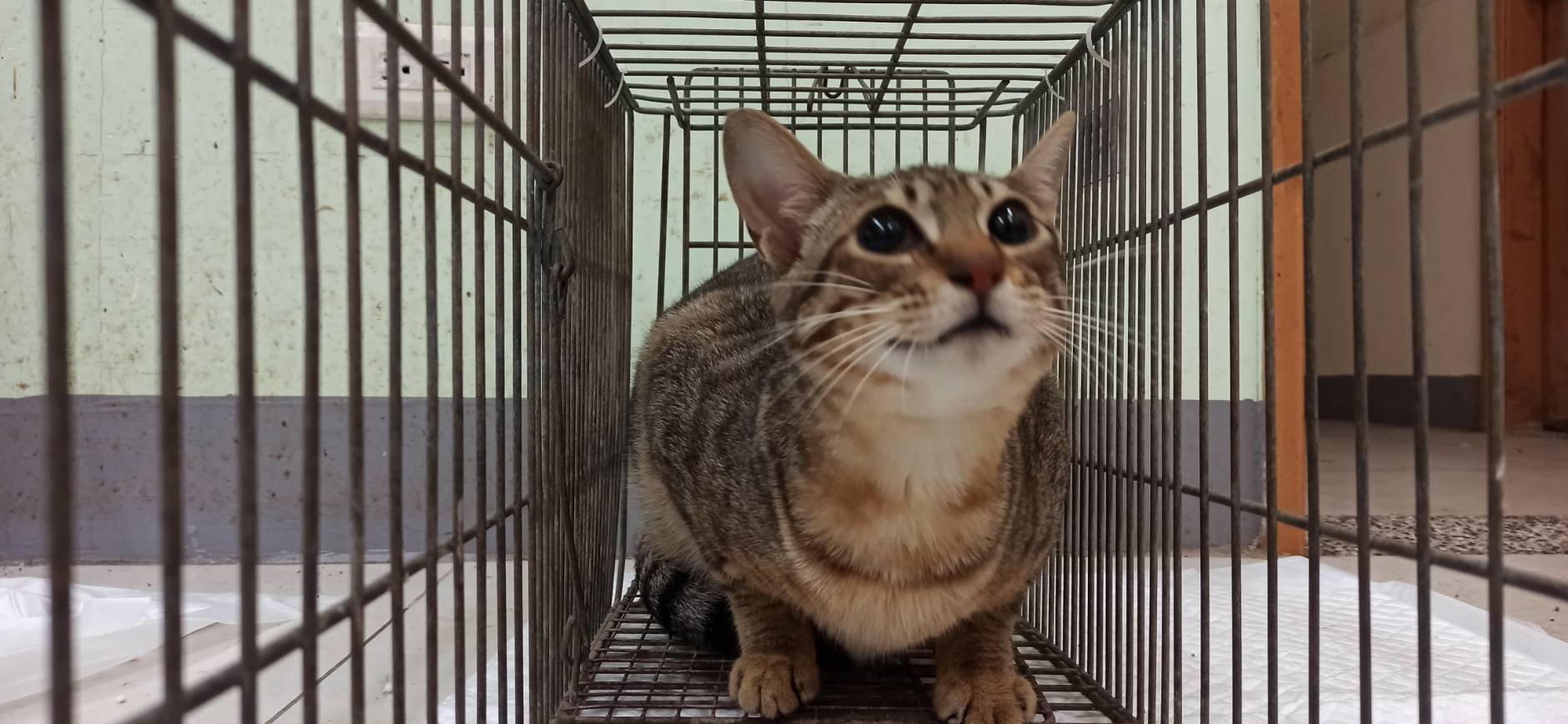混種貓
