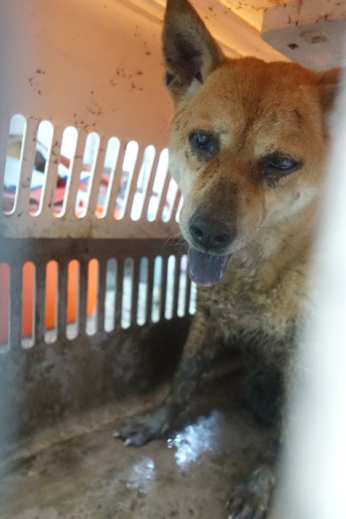 混種犬