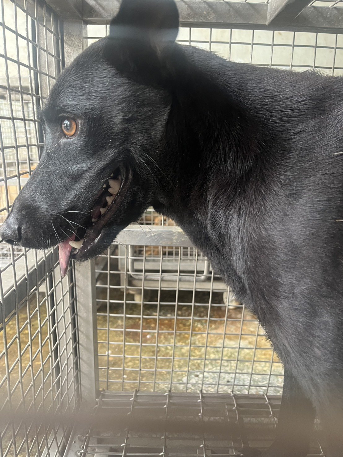 混種犬