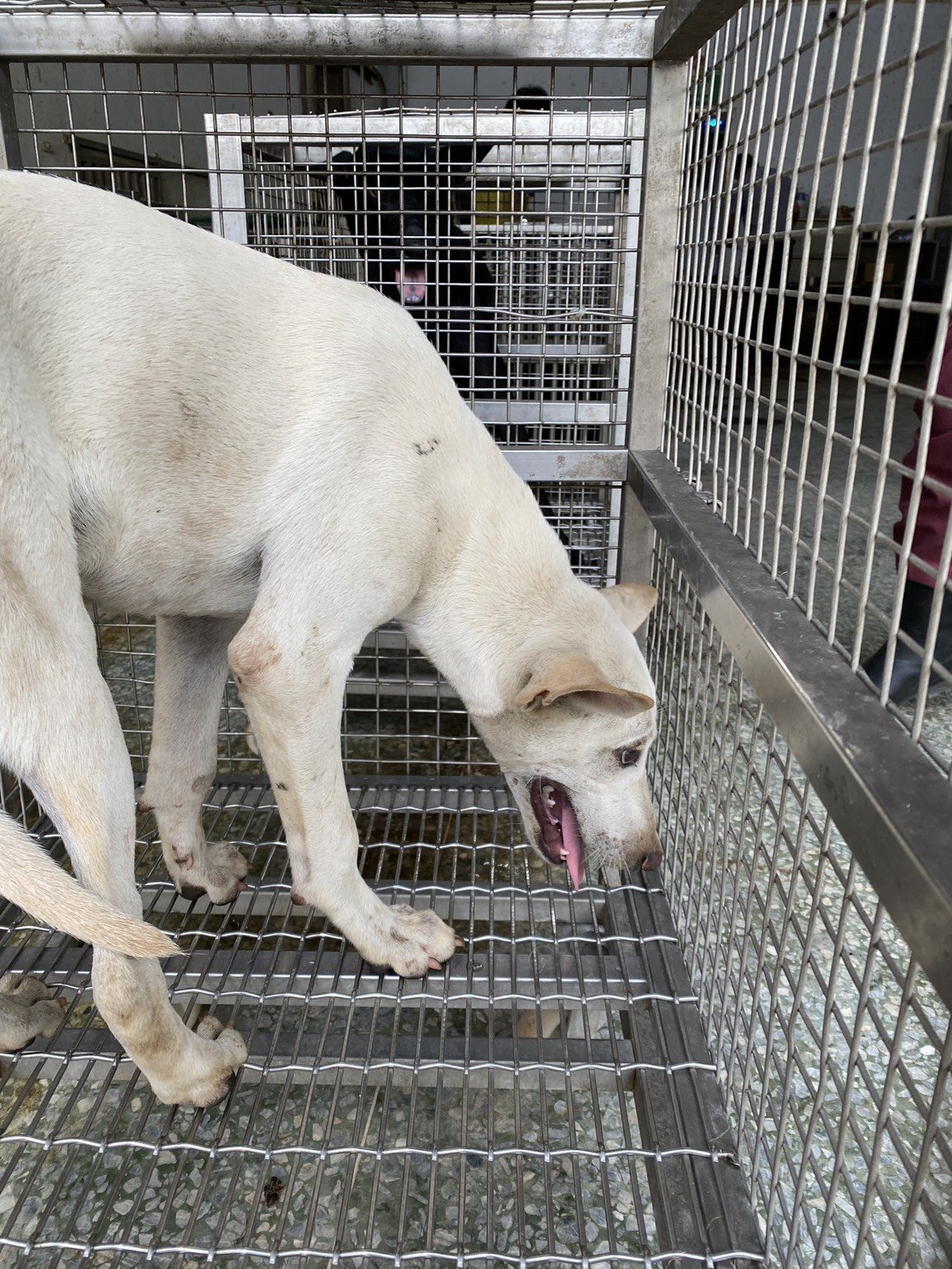 混種犬