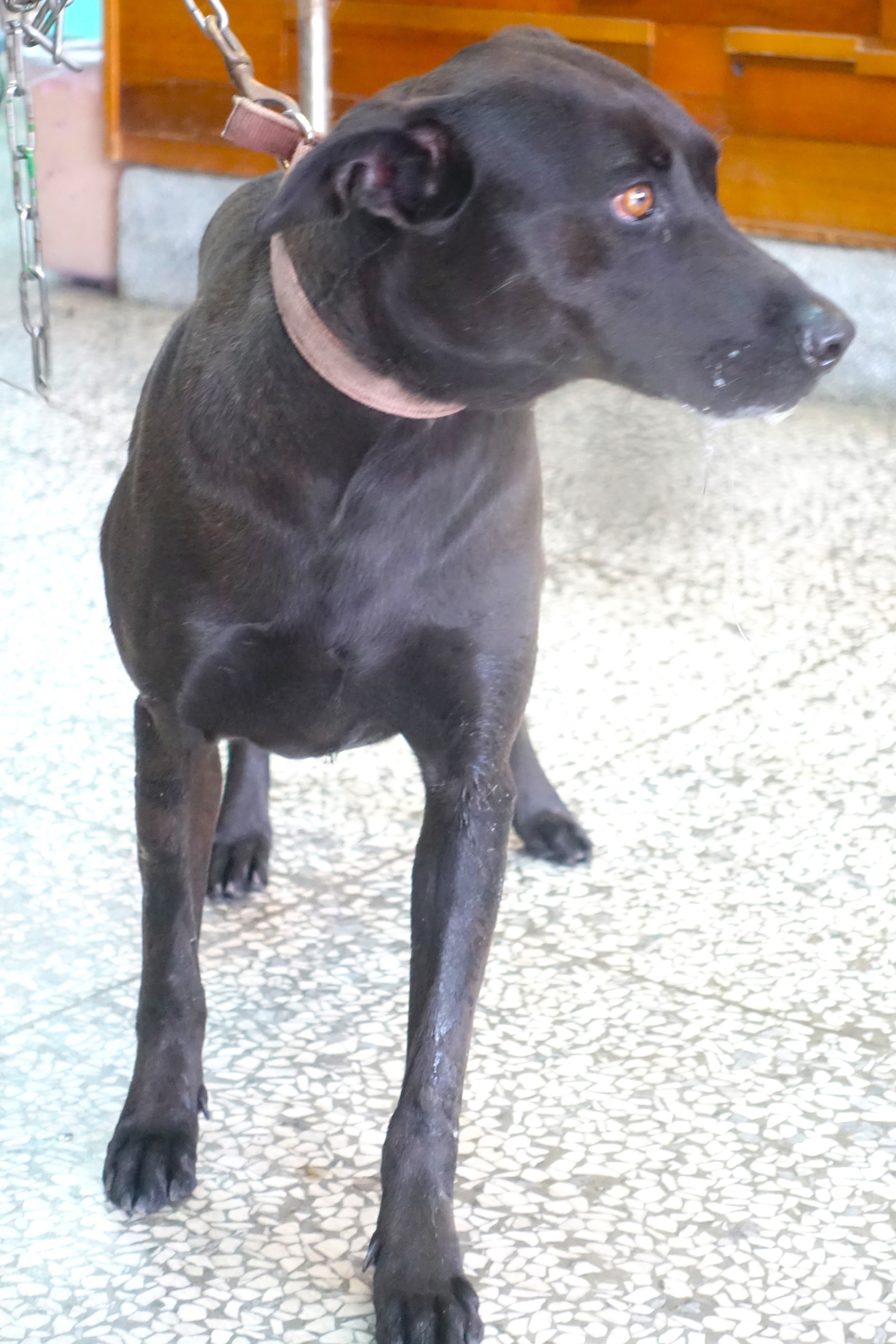 混種犬