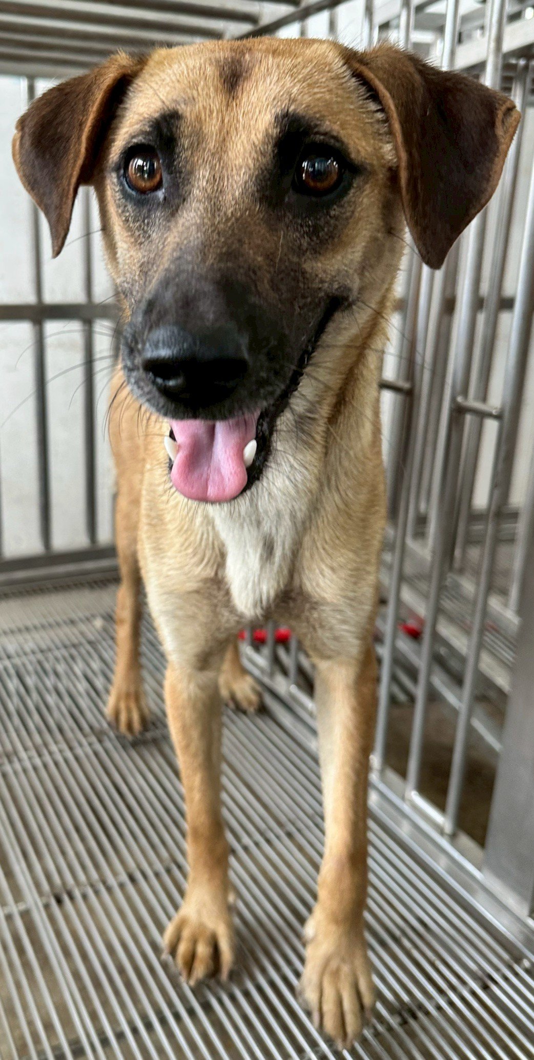 混種犬