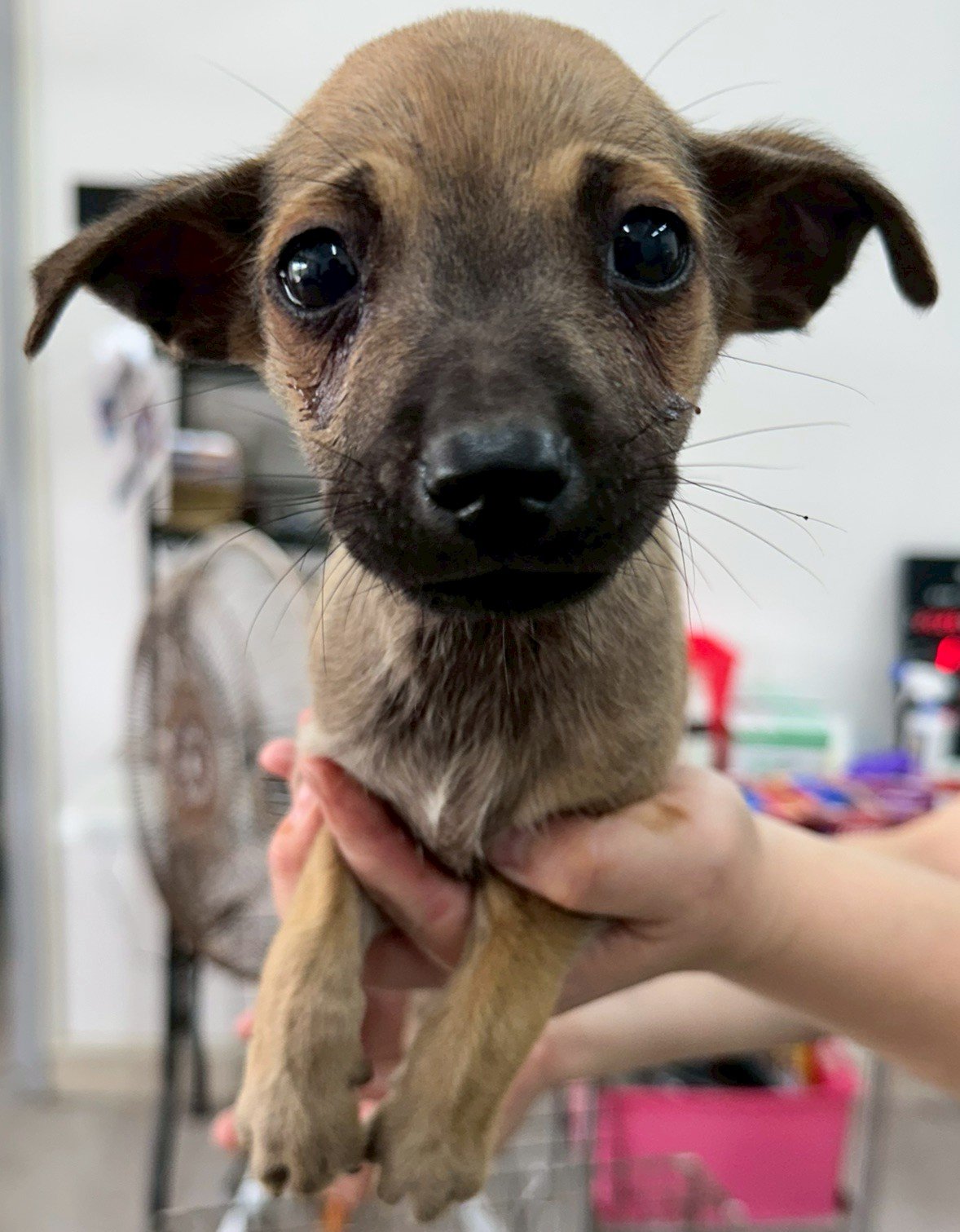 混種犬