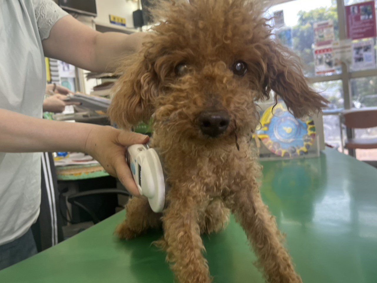 貴賓犬
