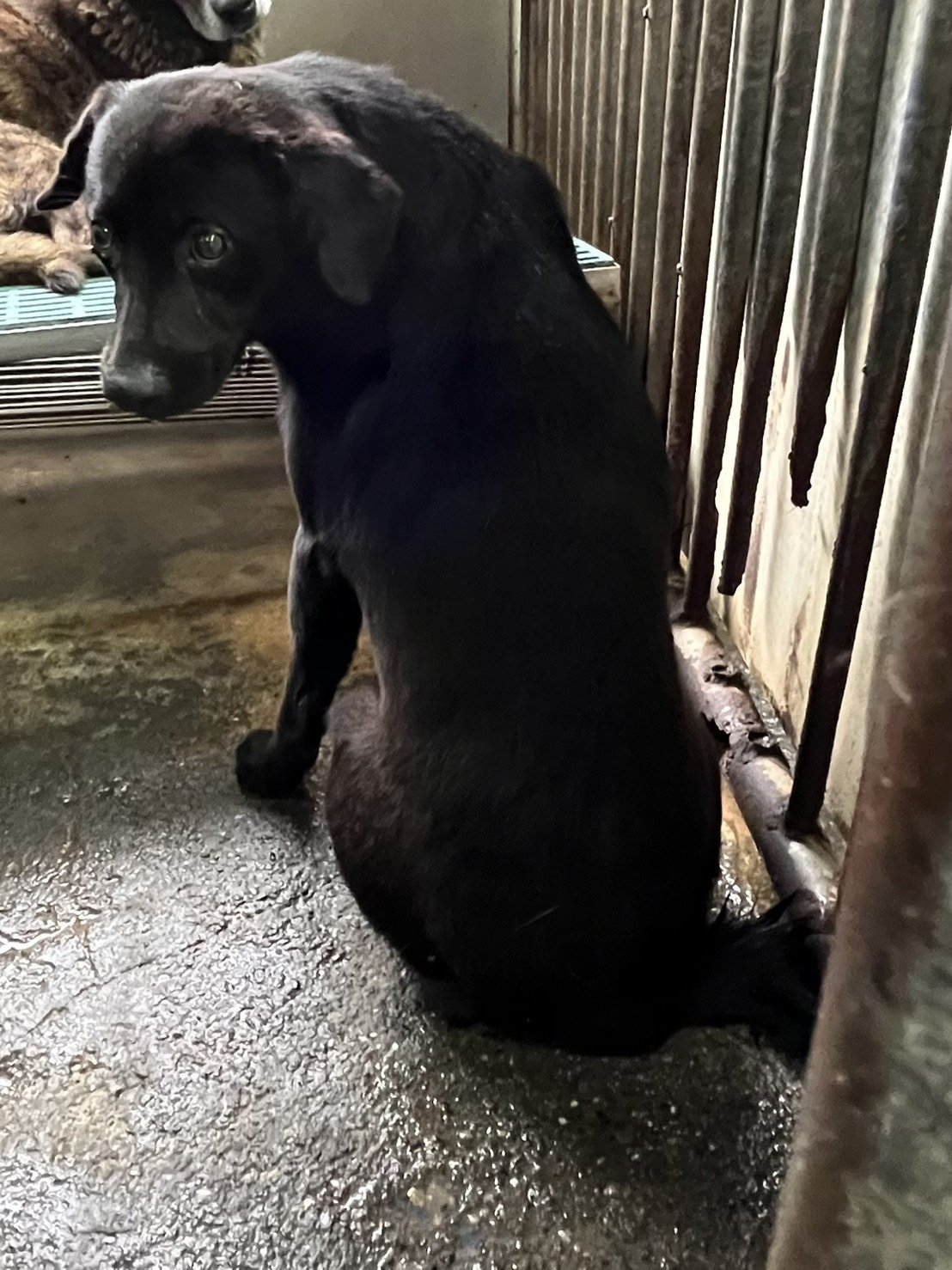 混種犬