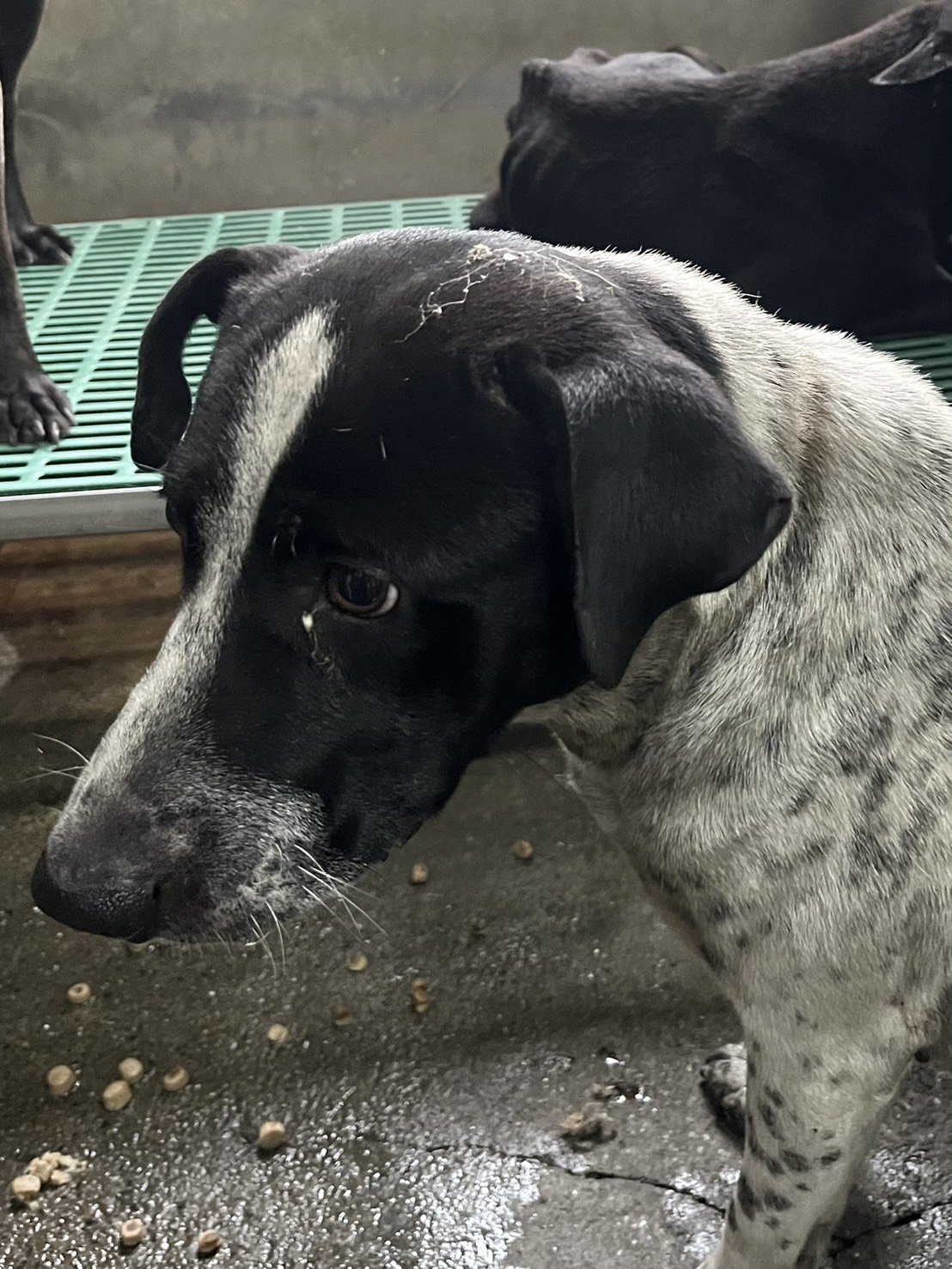 混種犬