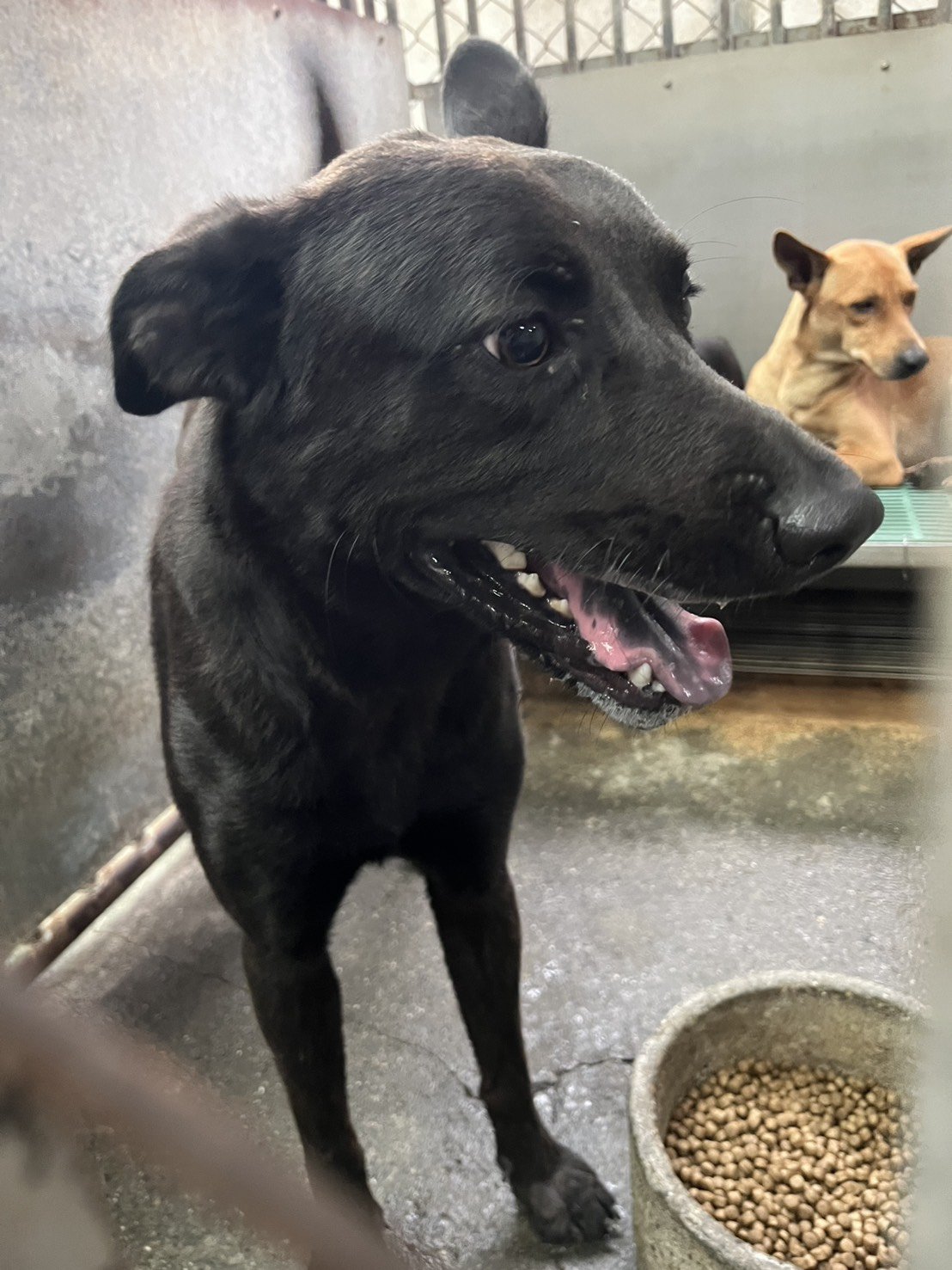 混種犬