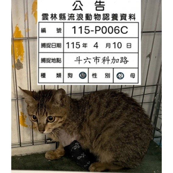 混種貓