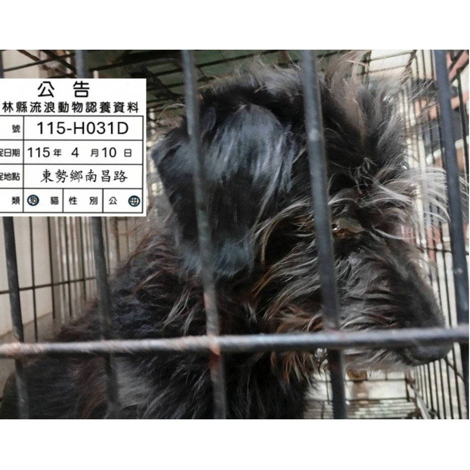 混種犬