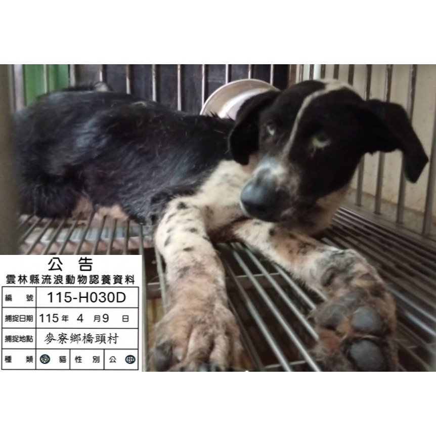 混種犬