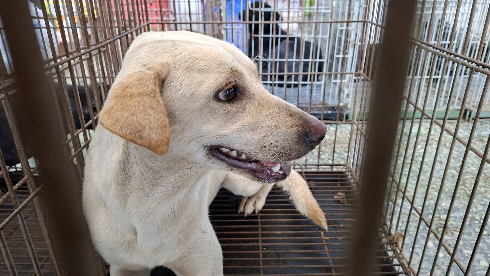 混種犬