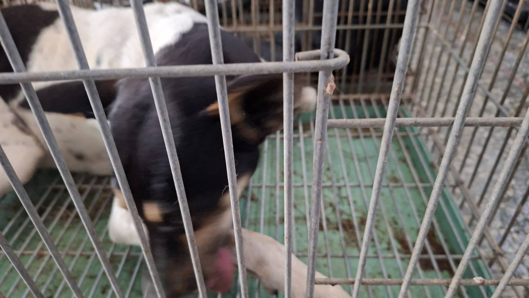 混種犬