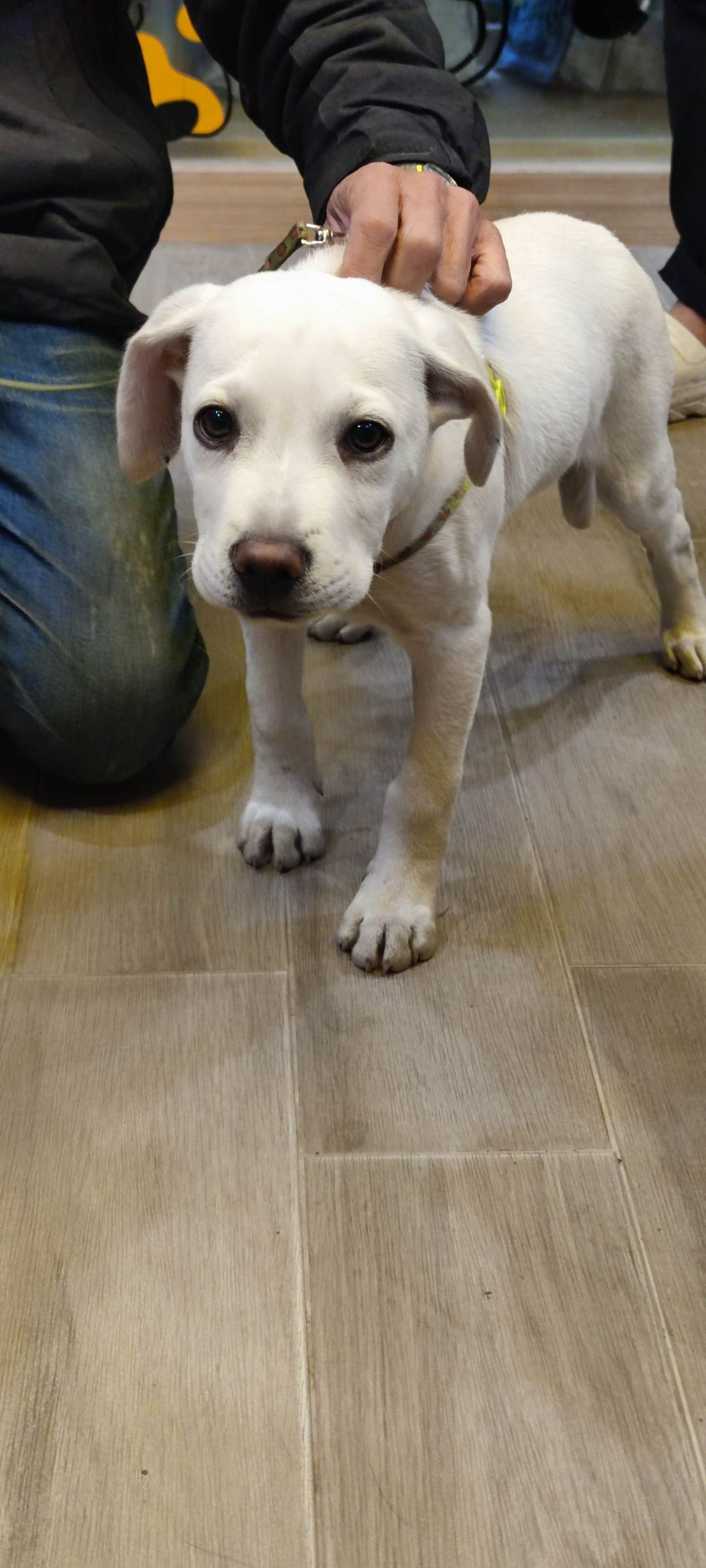 混種犬