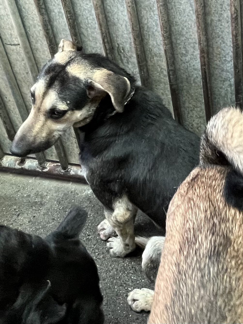 混種犬