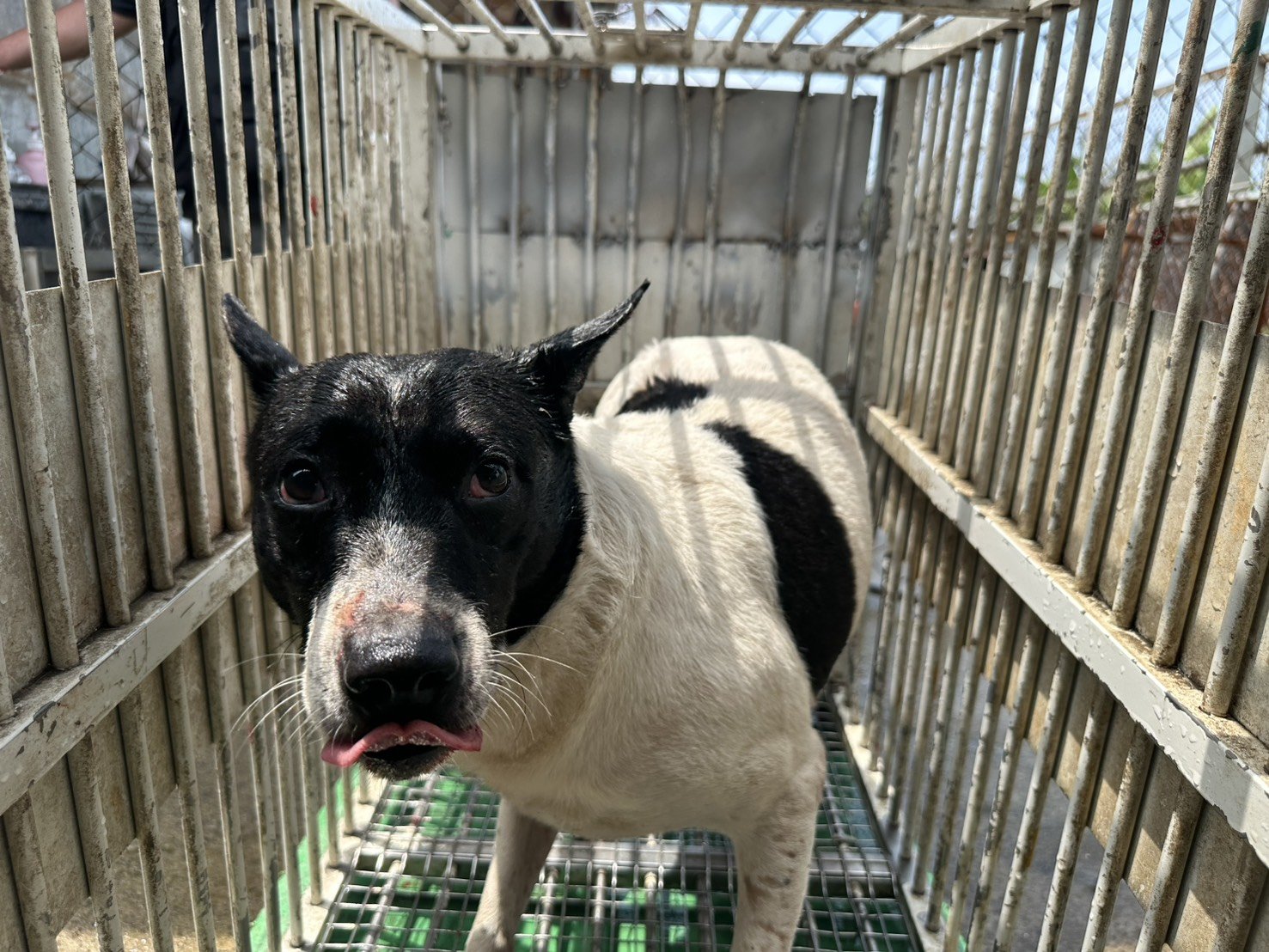 混種犬