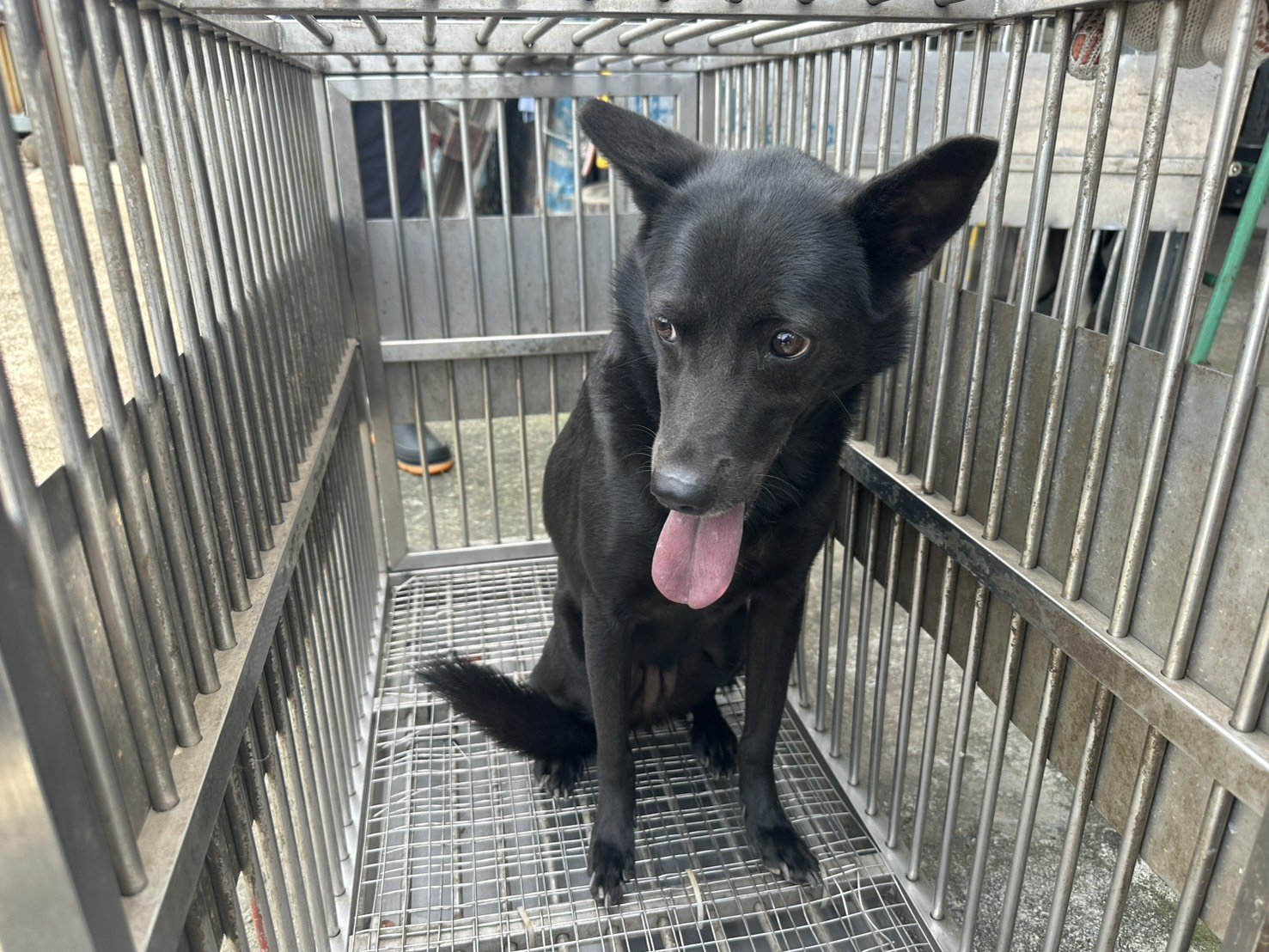 混種犬