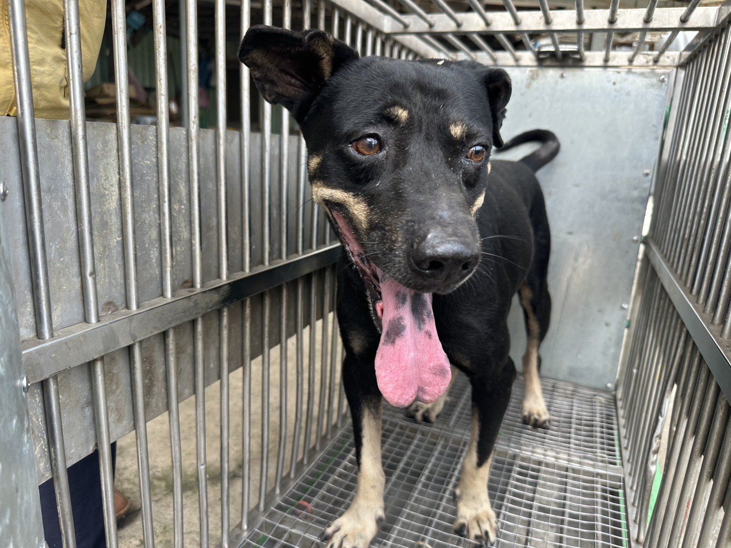 混種犬