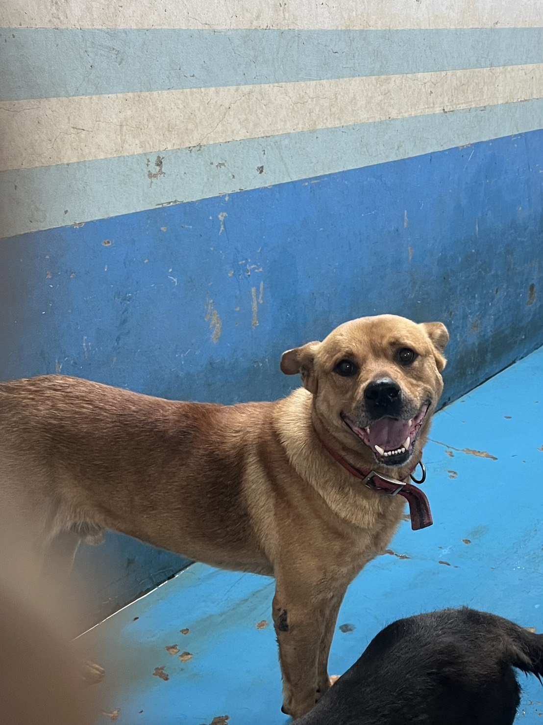 混種犬