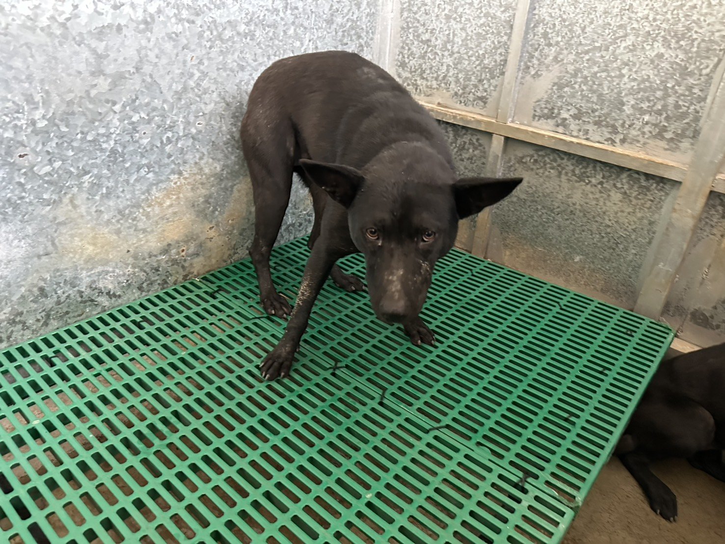 混種犬