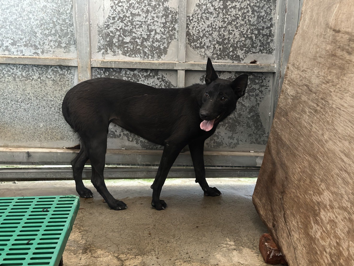 混種犬