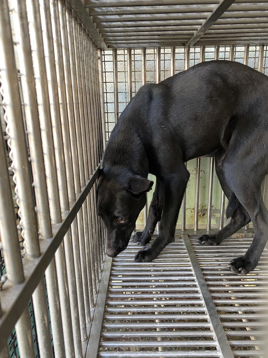 混種犬