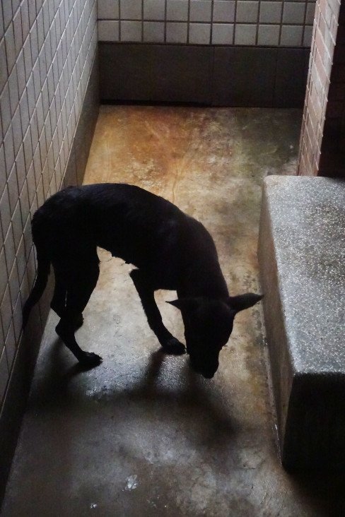 混種犬
