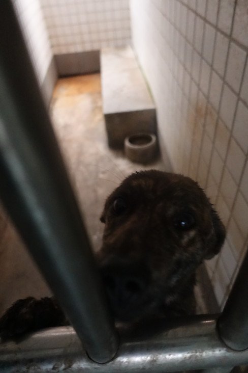 混種犬