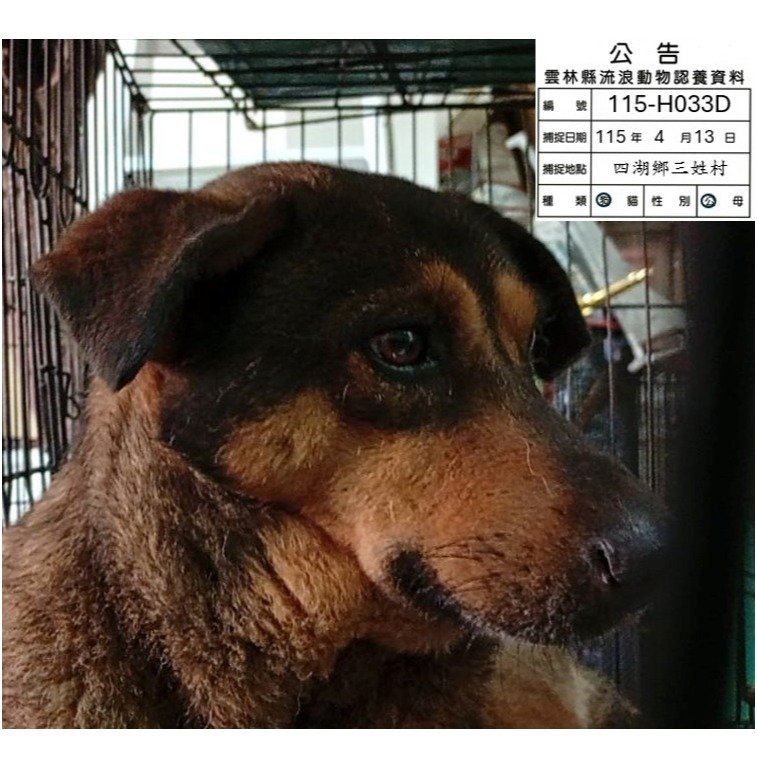 混種犬