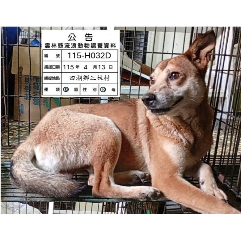 混種犬