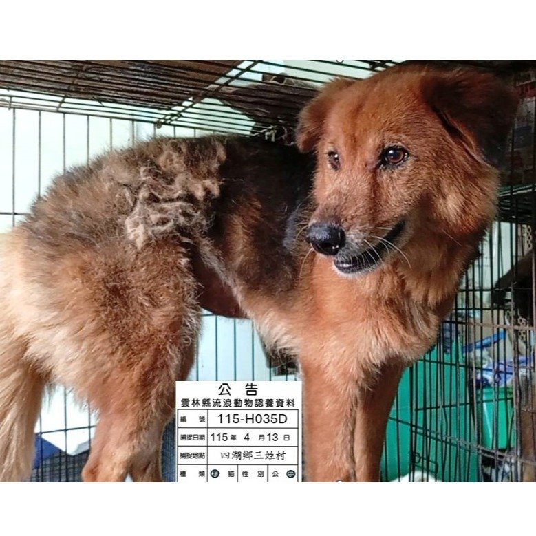 混種犬