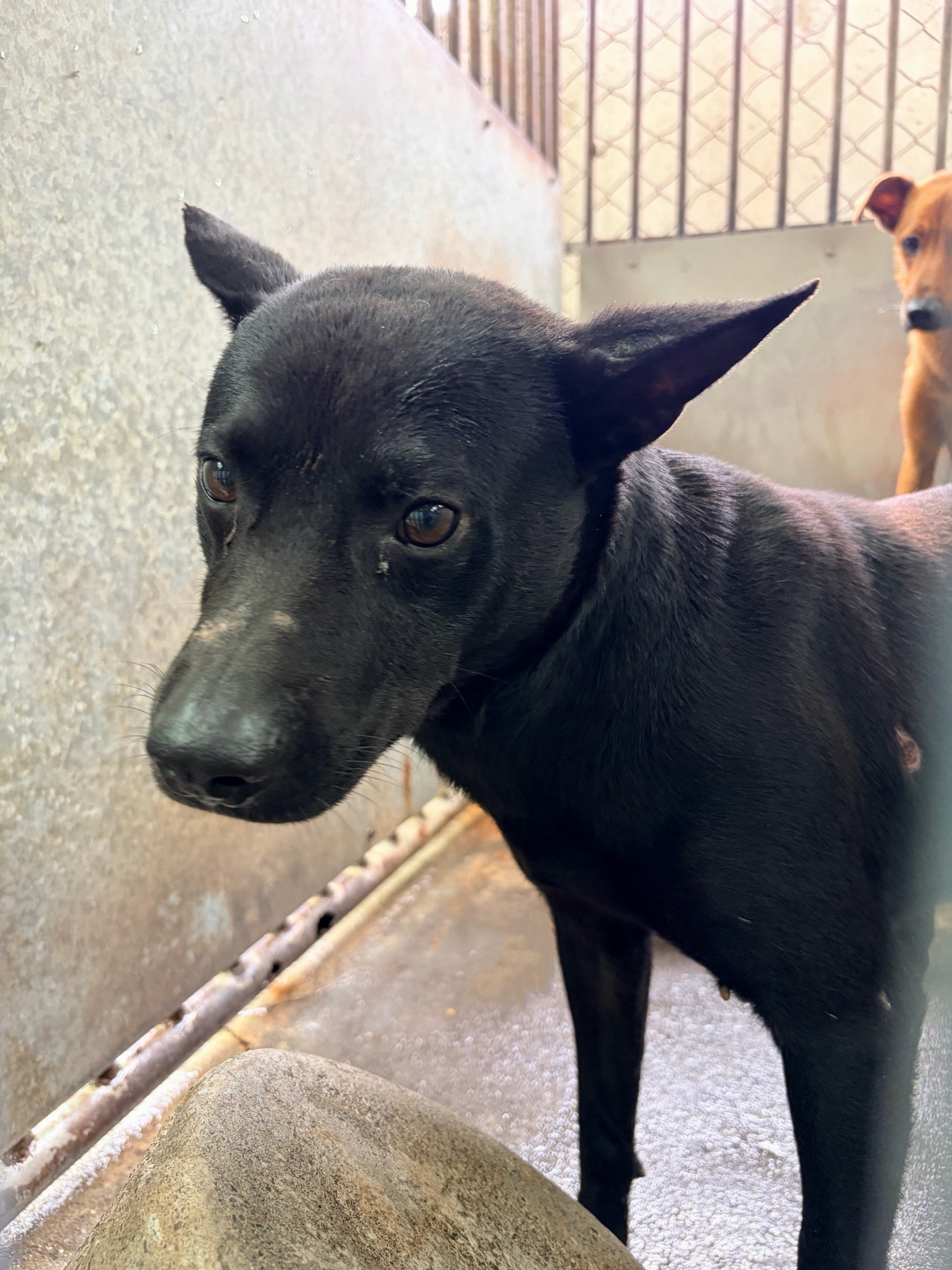 混種犬