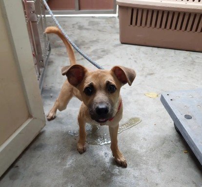 混種犬