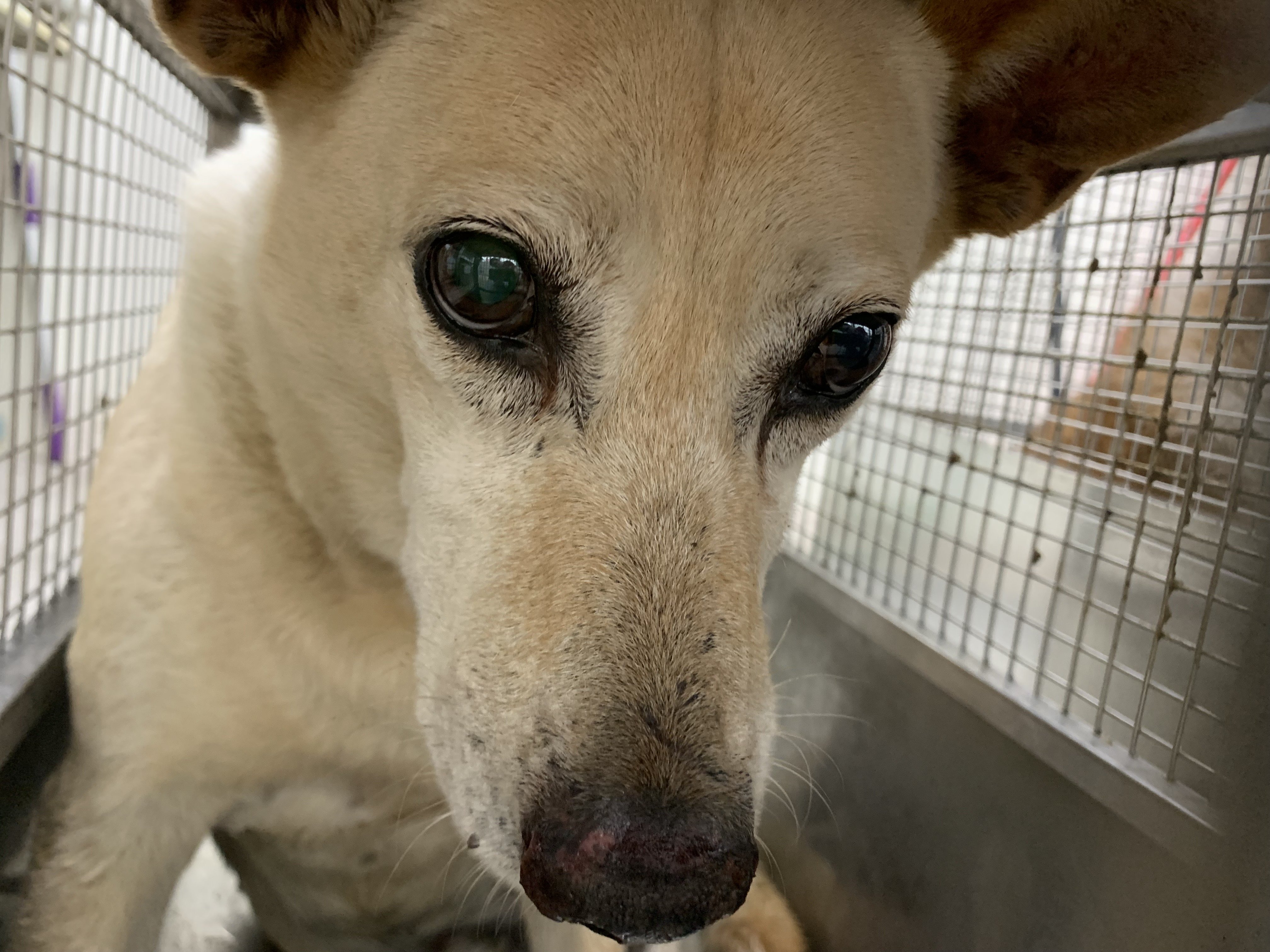 混種犬