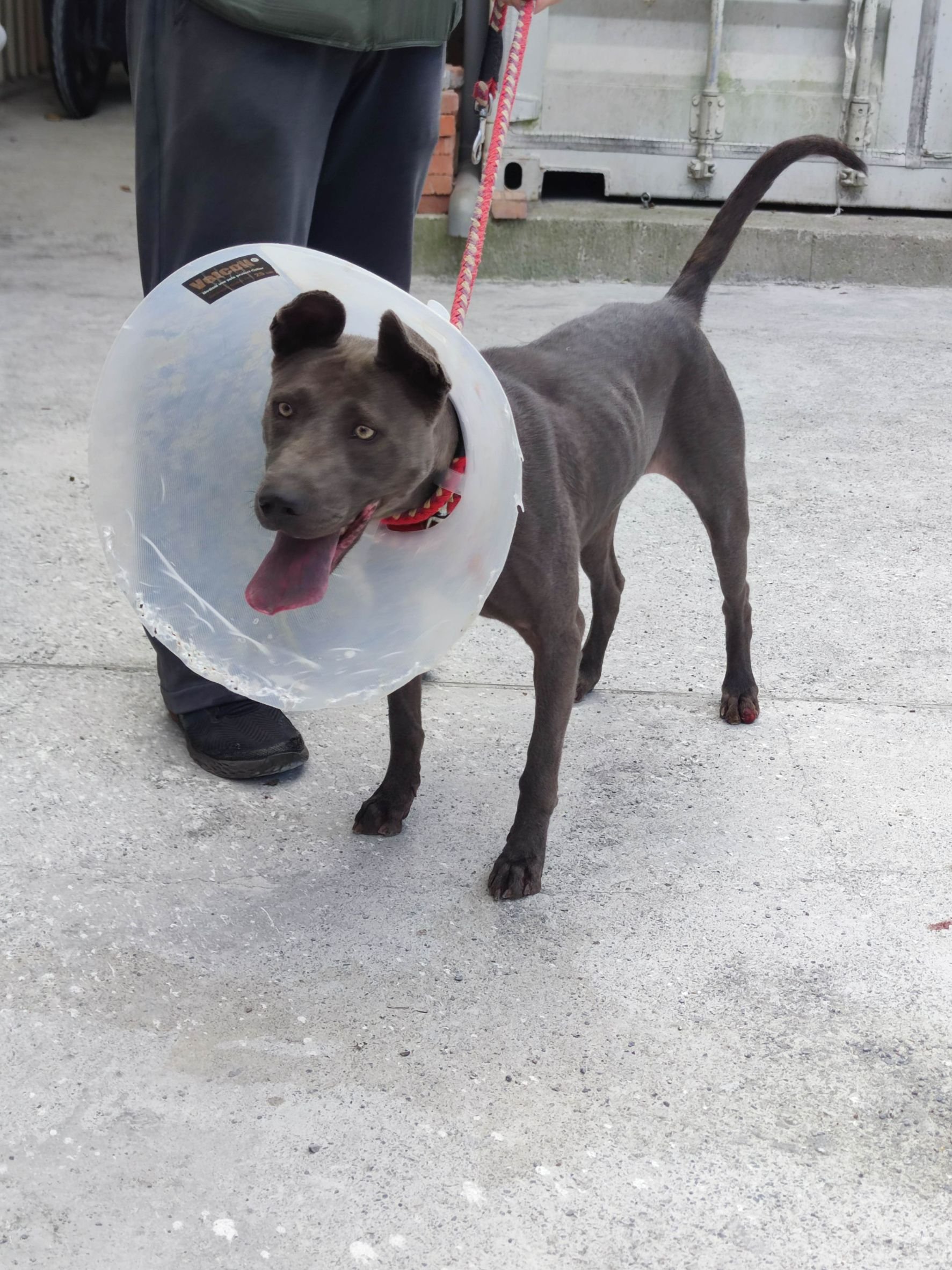 泰國脊背犬(泰皇犬)