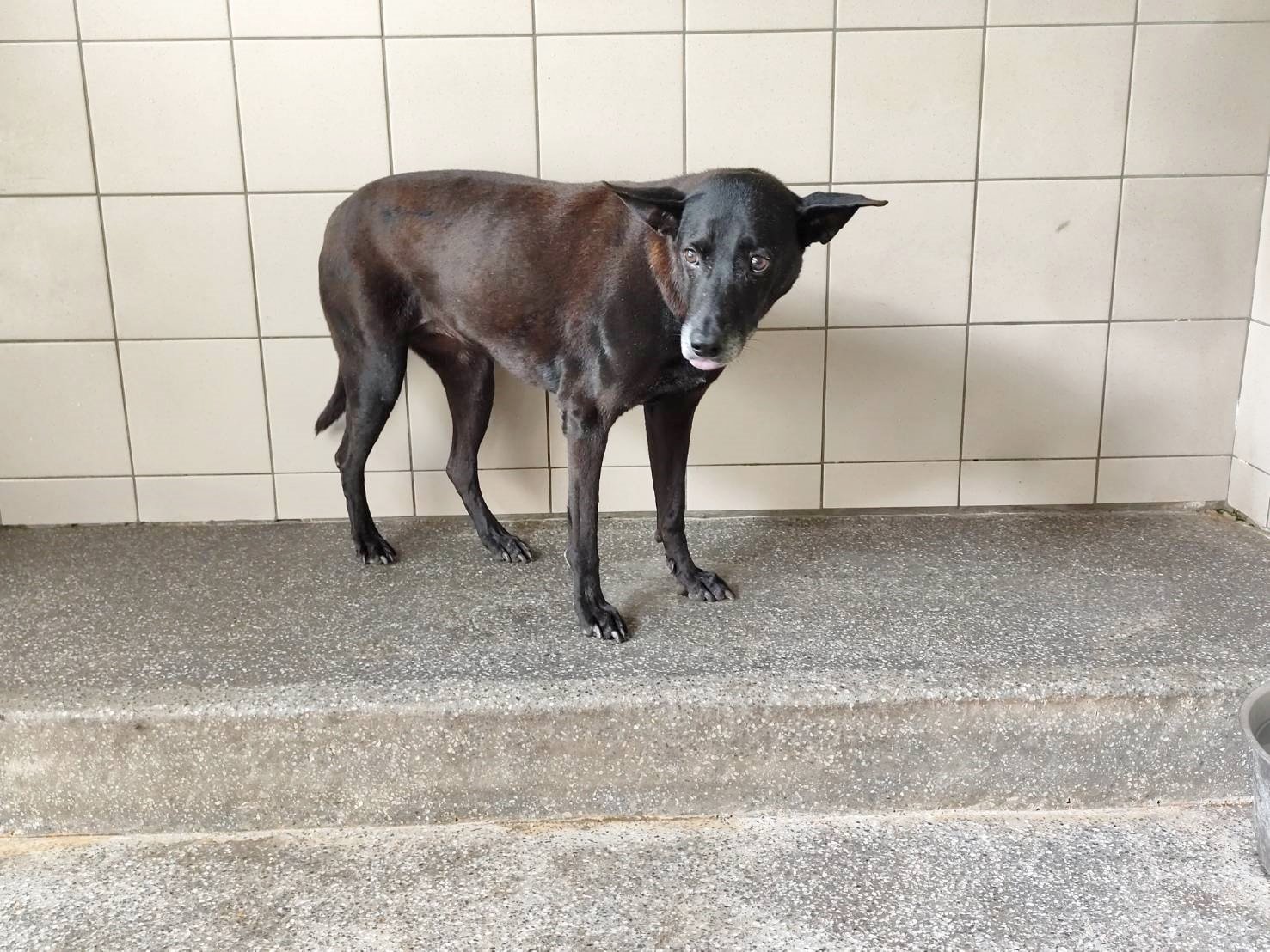 混種犬
