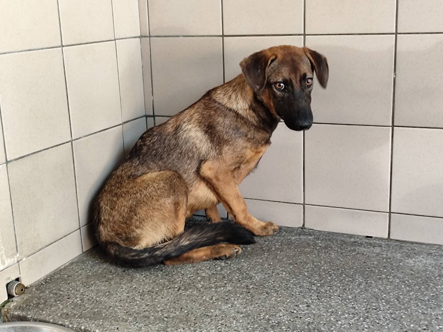 混種犬