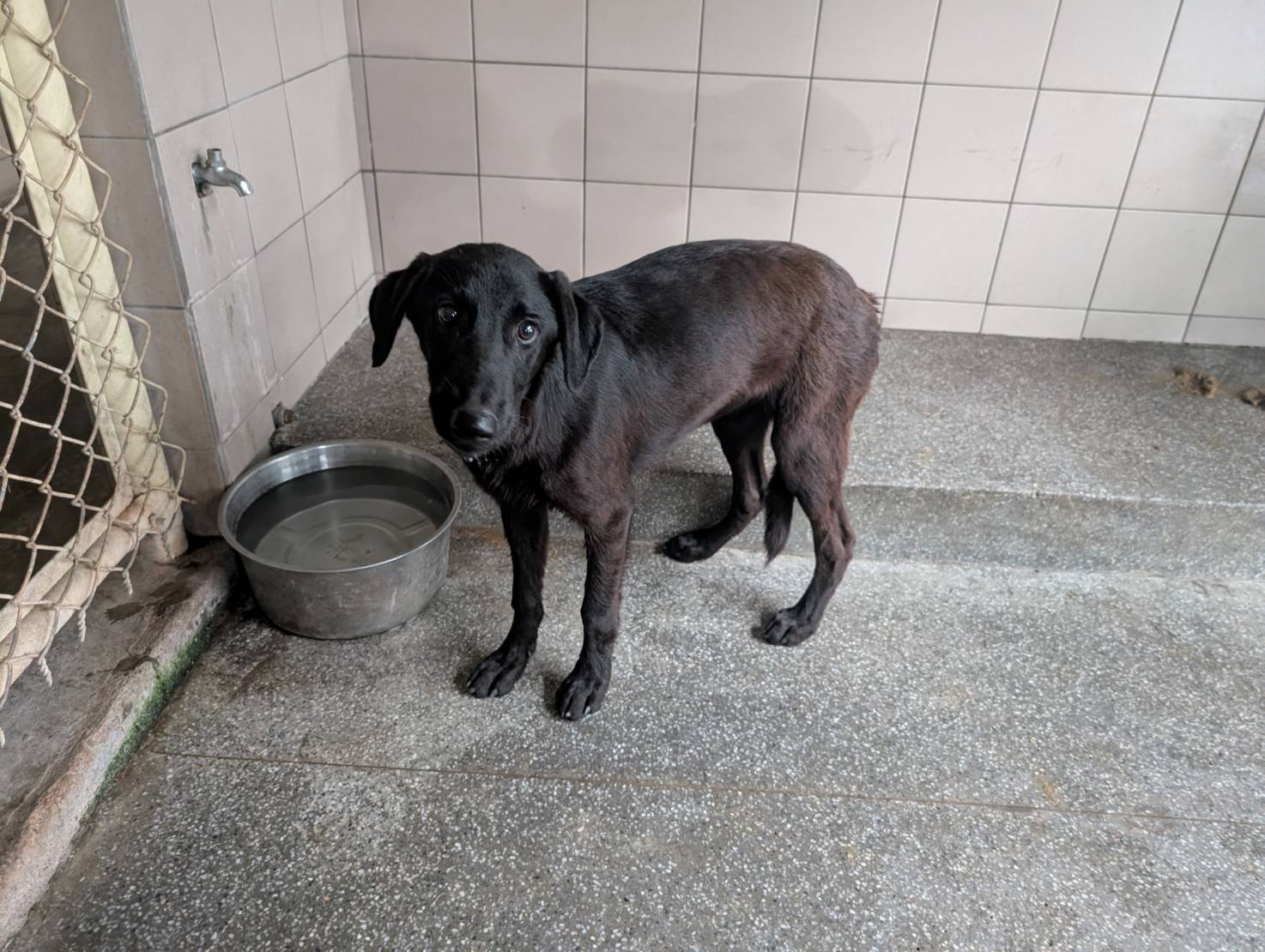 混種犬
