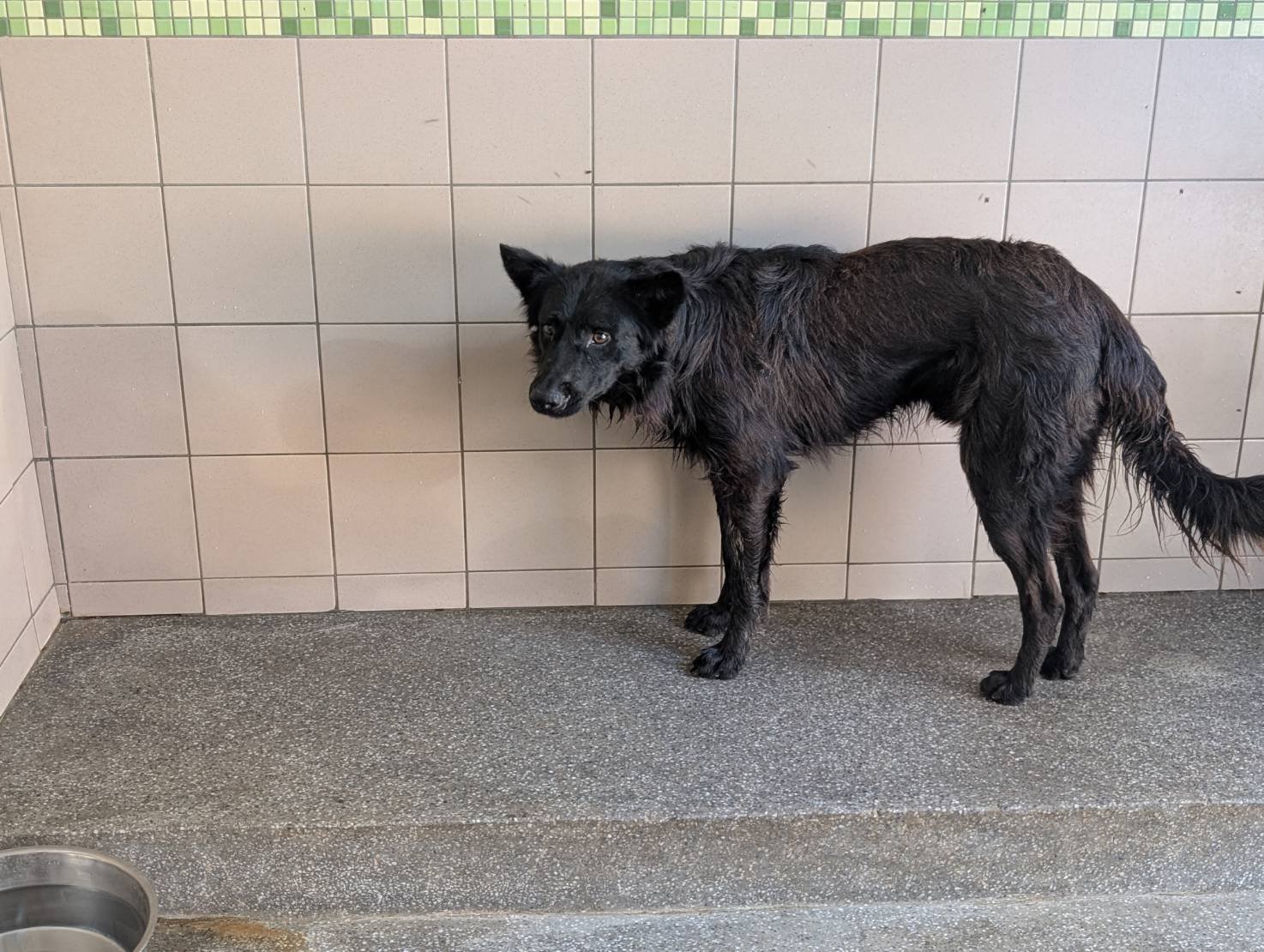 混種犬