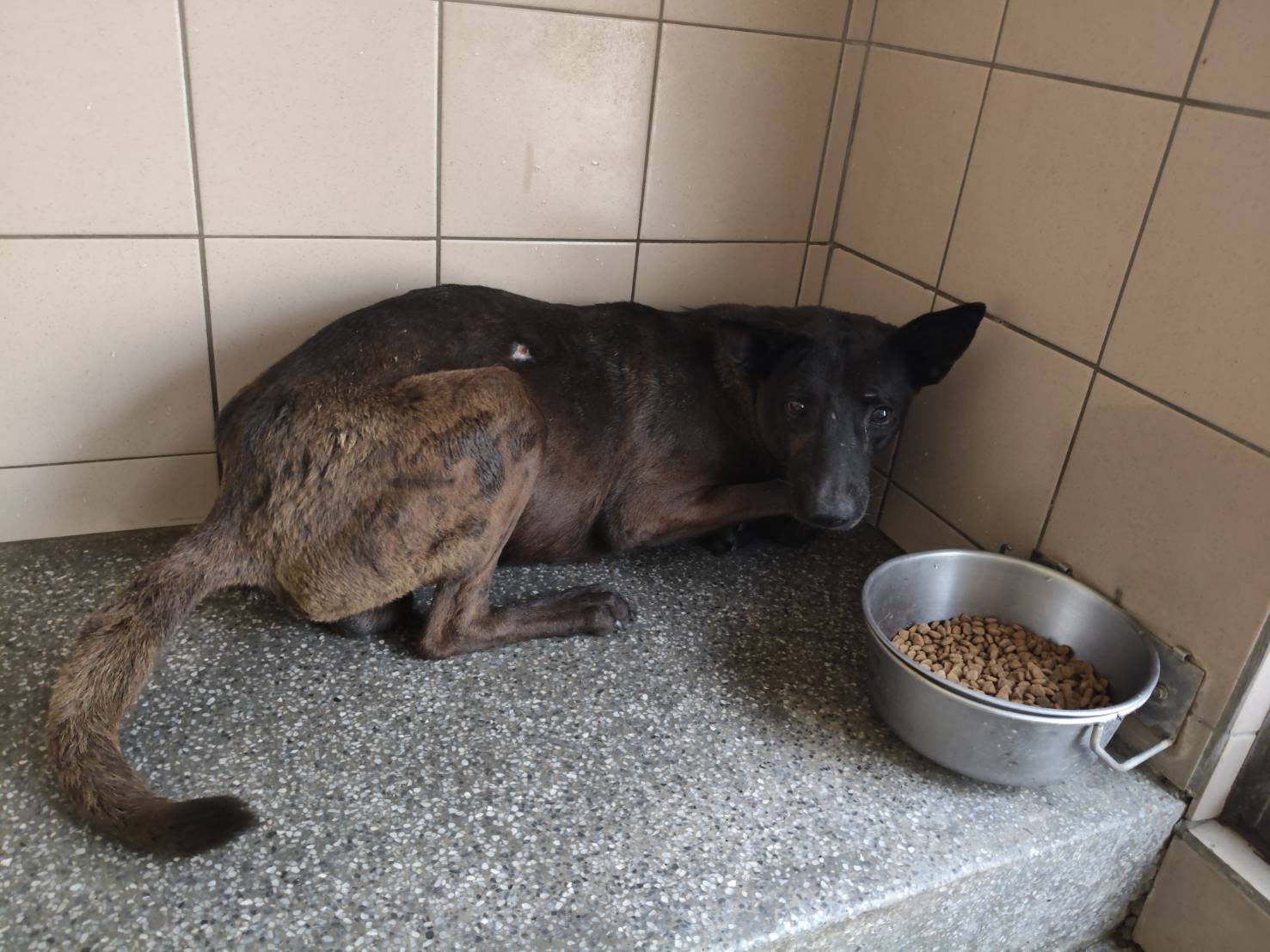 混種犬