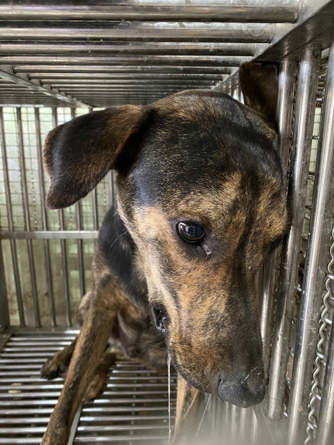 混種犬