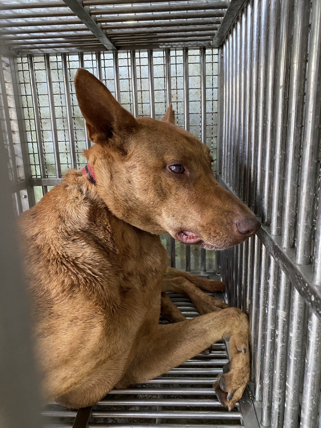 混種犬
