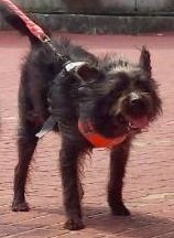 混種犬