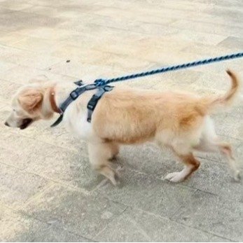 混種犬
