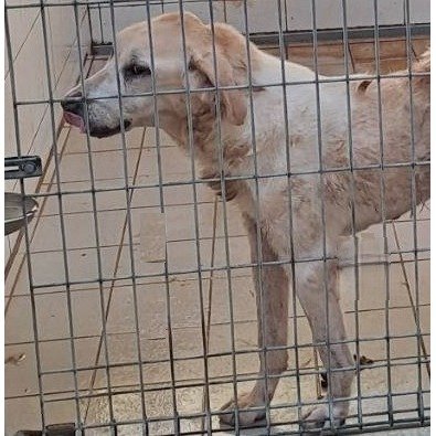 混種犬