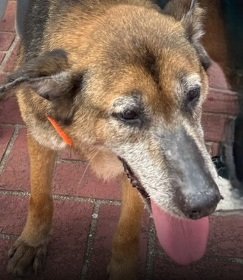 混種犬