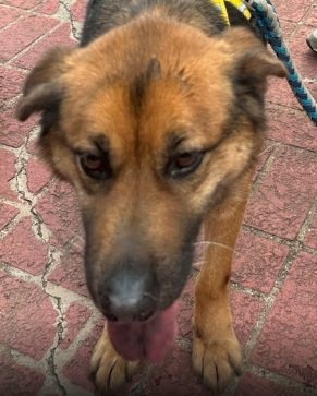 混種犬